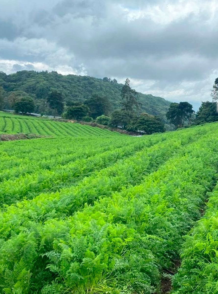 Campo de zanahoria en producción, Sema Foods Costa Rica