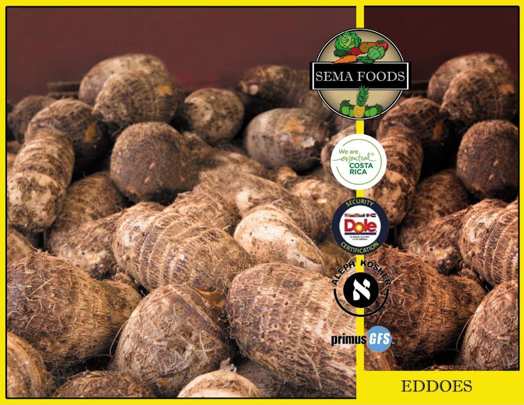 Malanga (eddoes)