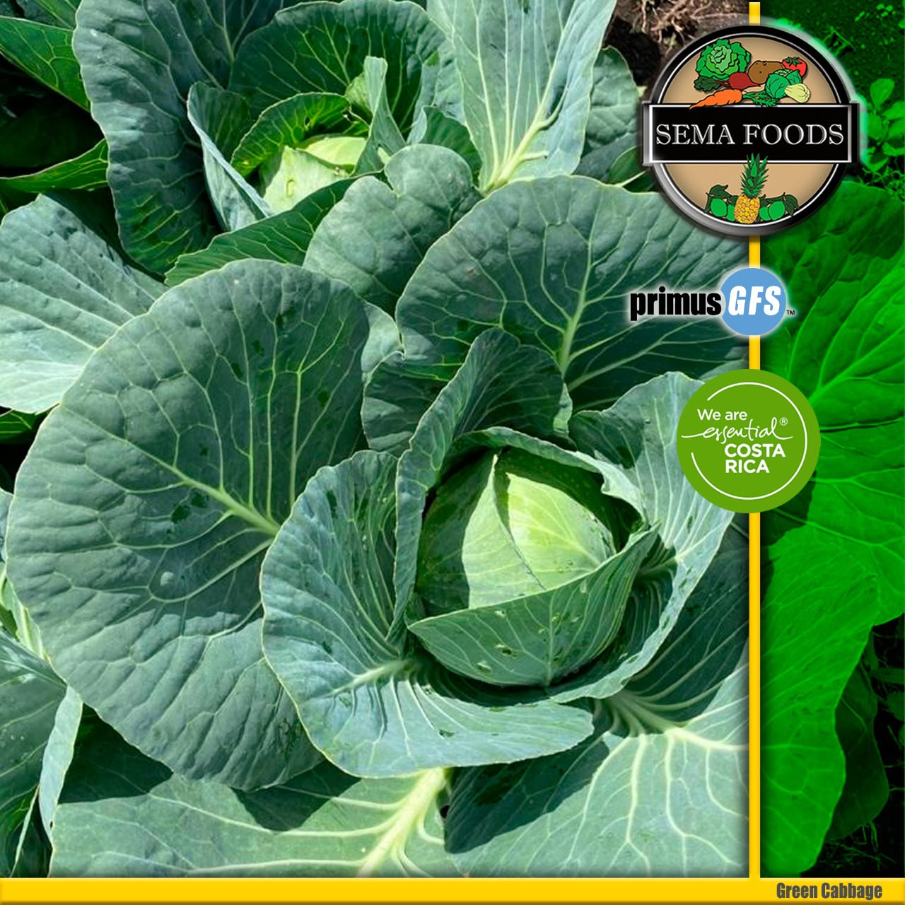 Repollo verde